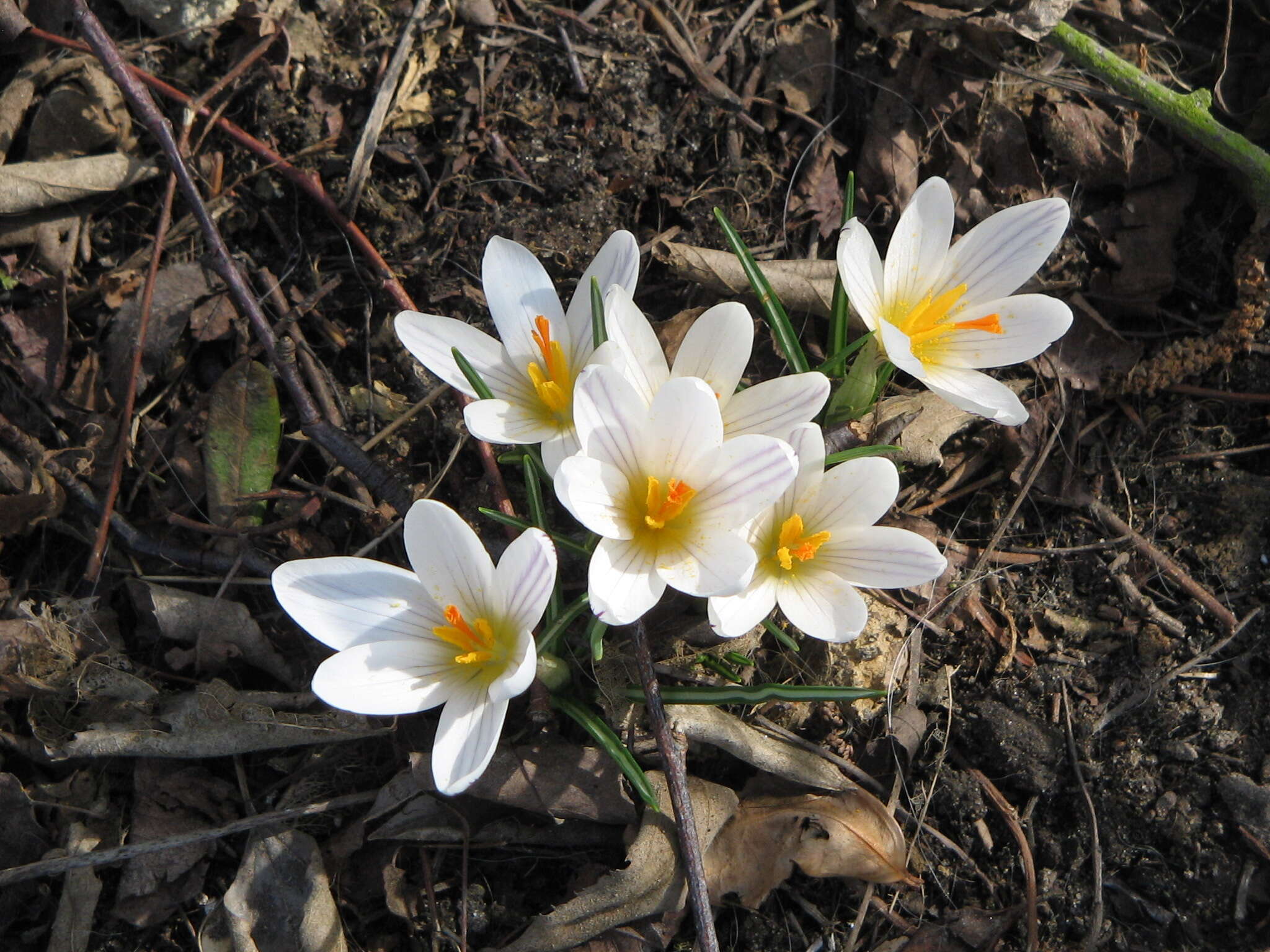 Image of various-coloured crocus