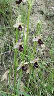 Слика од Ophrys bertolonii Moretti