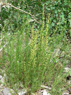 Image of Michaux's wormwood