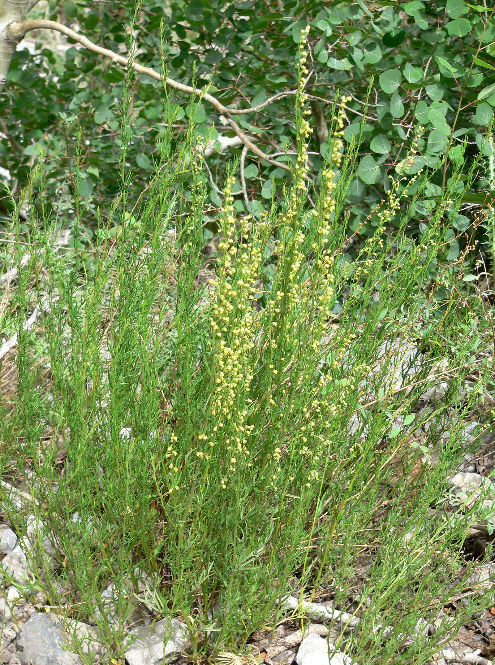 Image of Michaux's wormwood