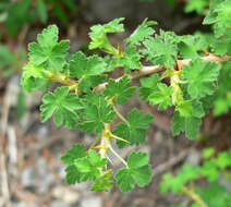 Image of gooseberry currant