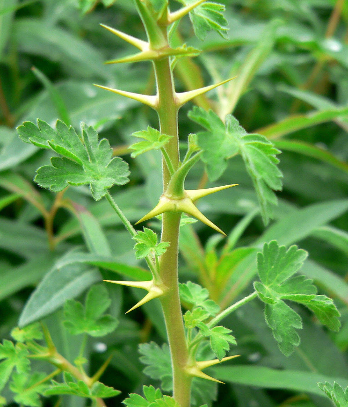 Image of gooseberry currant