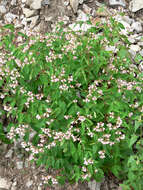 Image of flytrap dogbane