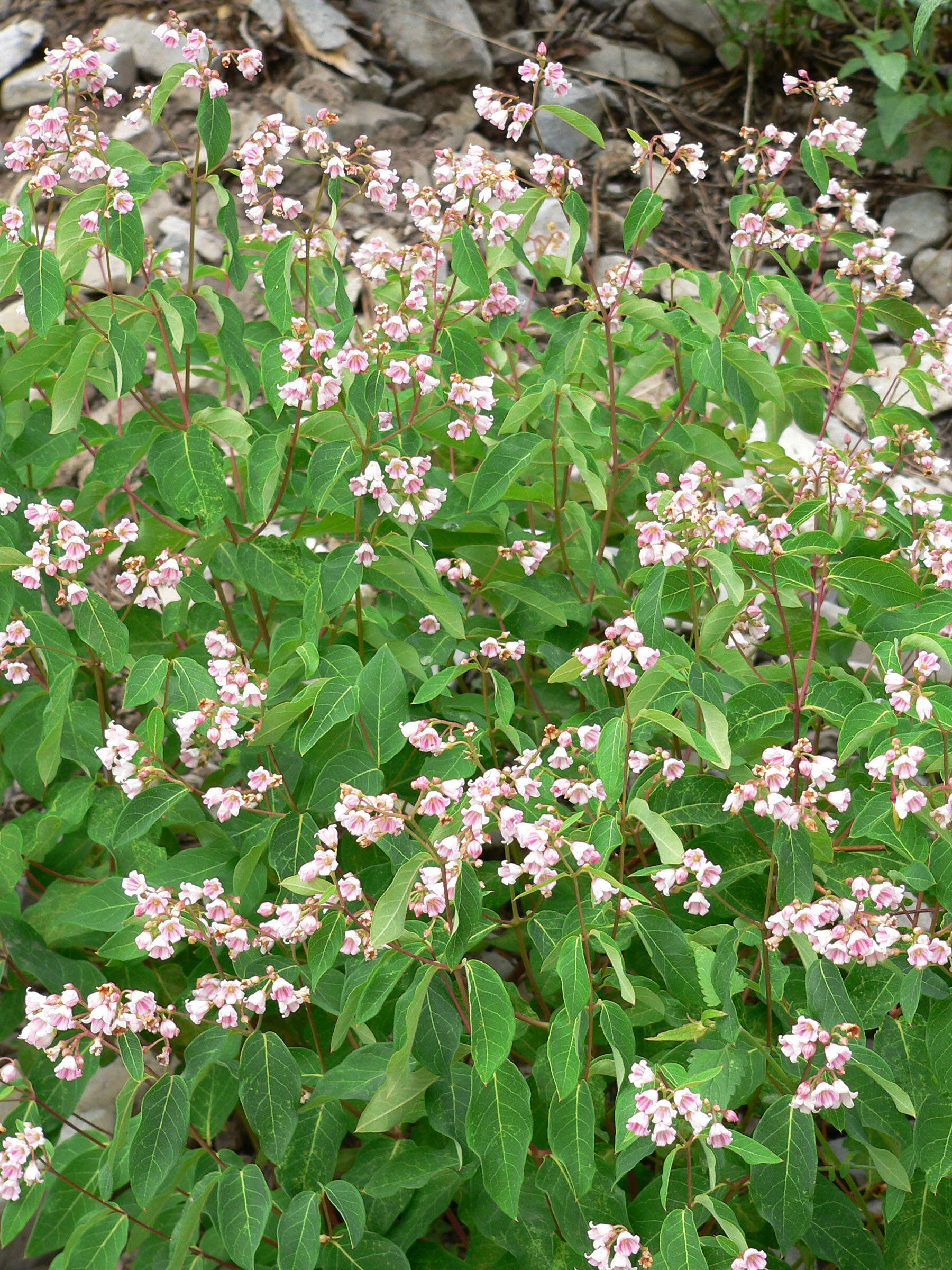 Image of flytrap dogbane