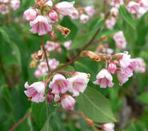 Image of flytrap dogbane