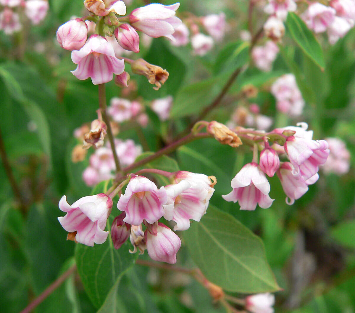 Image of flytrap dogbane