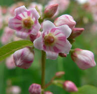 Image of flytrap dogbane