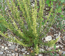 Image of Michaux's wormwood