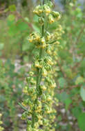 Image of Michaux's wormwood