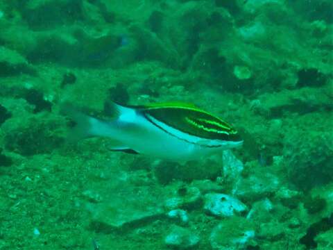 Image of two-lined monocle bream