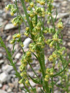 Image of Michaux's wormwood