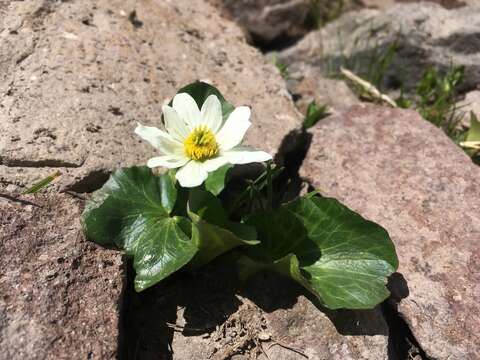 Image de <i>Caltha chionophila</i>