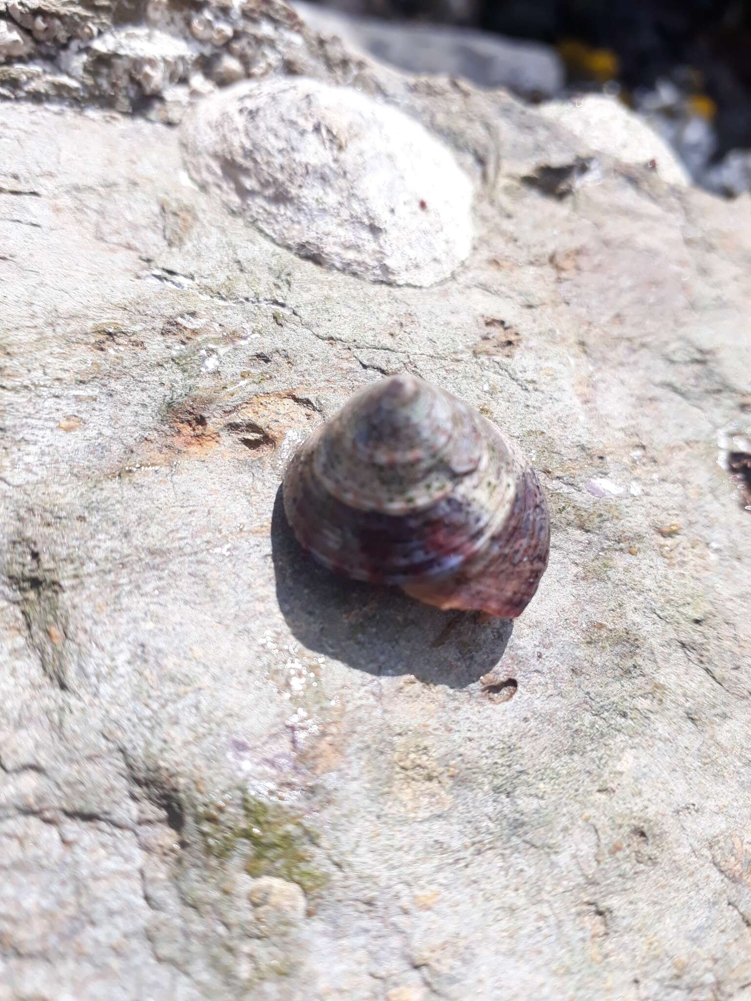 Sivun Calliostoma zizyphinum (Linnaeus 1758) kuva