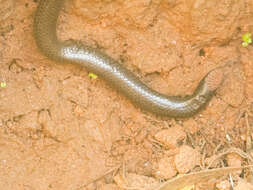 Image of Elliot's Earth Snake