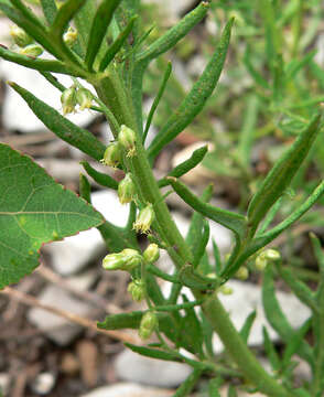 Image of Michaux's wormwood