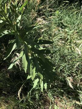 Imagem de Solidago altissima subsp. gilvocanescens (Rydb.) Semple