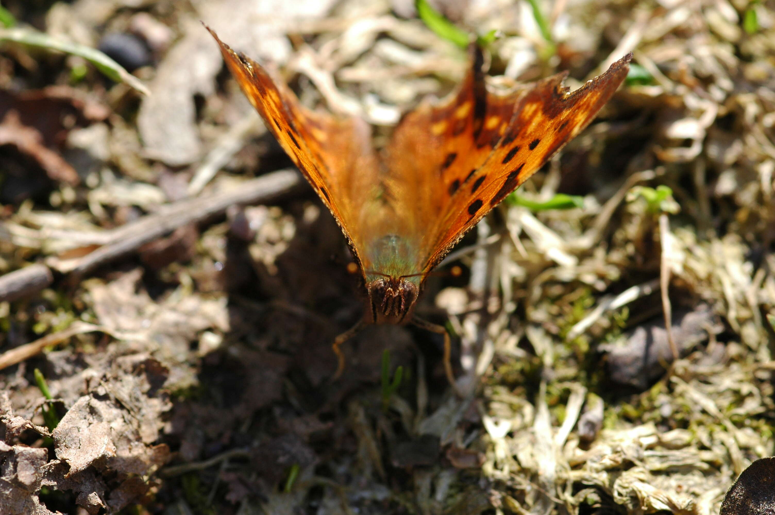 Image of Comma