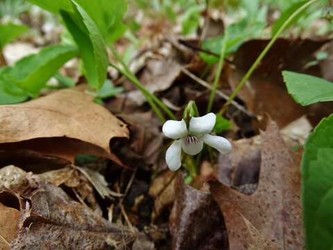 Image of sweet white violet