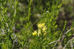 Imagem de Gundlachia diffusa (Benth.) Urbatsch & R. P. Roberts