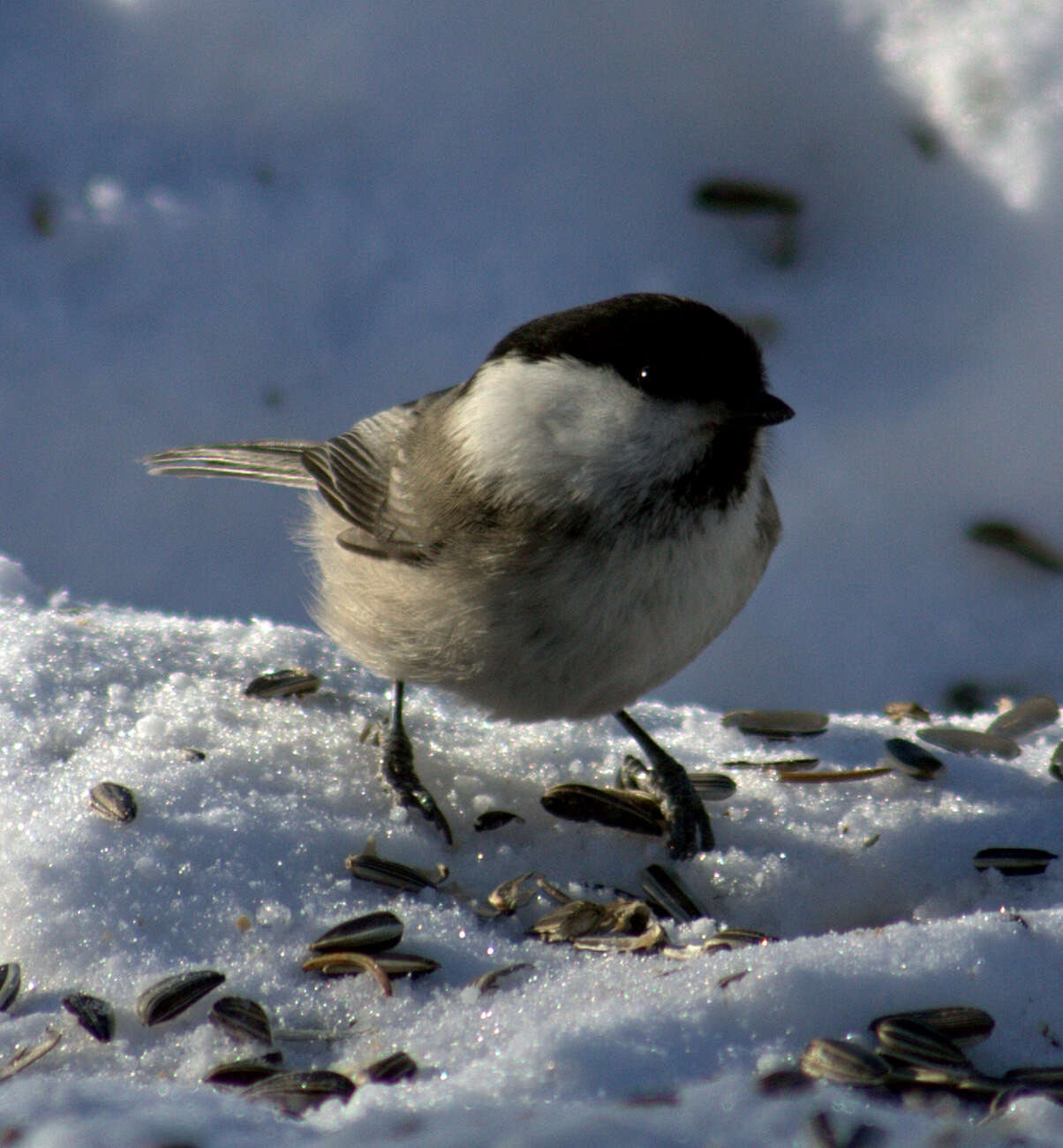 Image of Chickadee