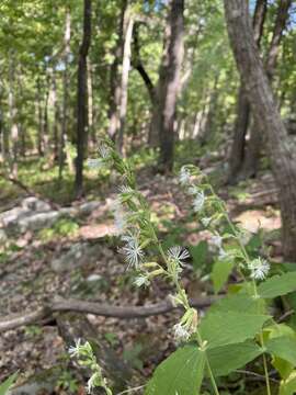 Image of Blue Ridge catchfly