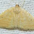 Image of Idaea alicantaria Reisser 1963