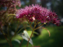 Image of Japanese meadowsweet