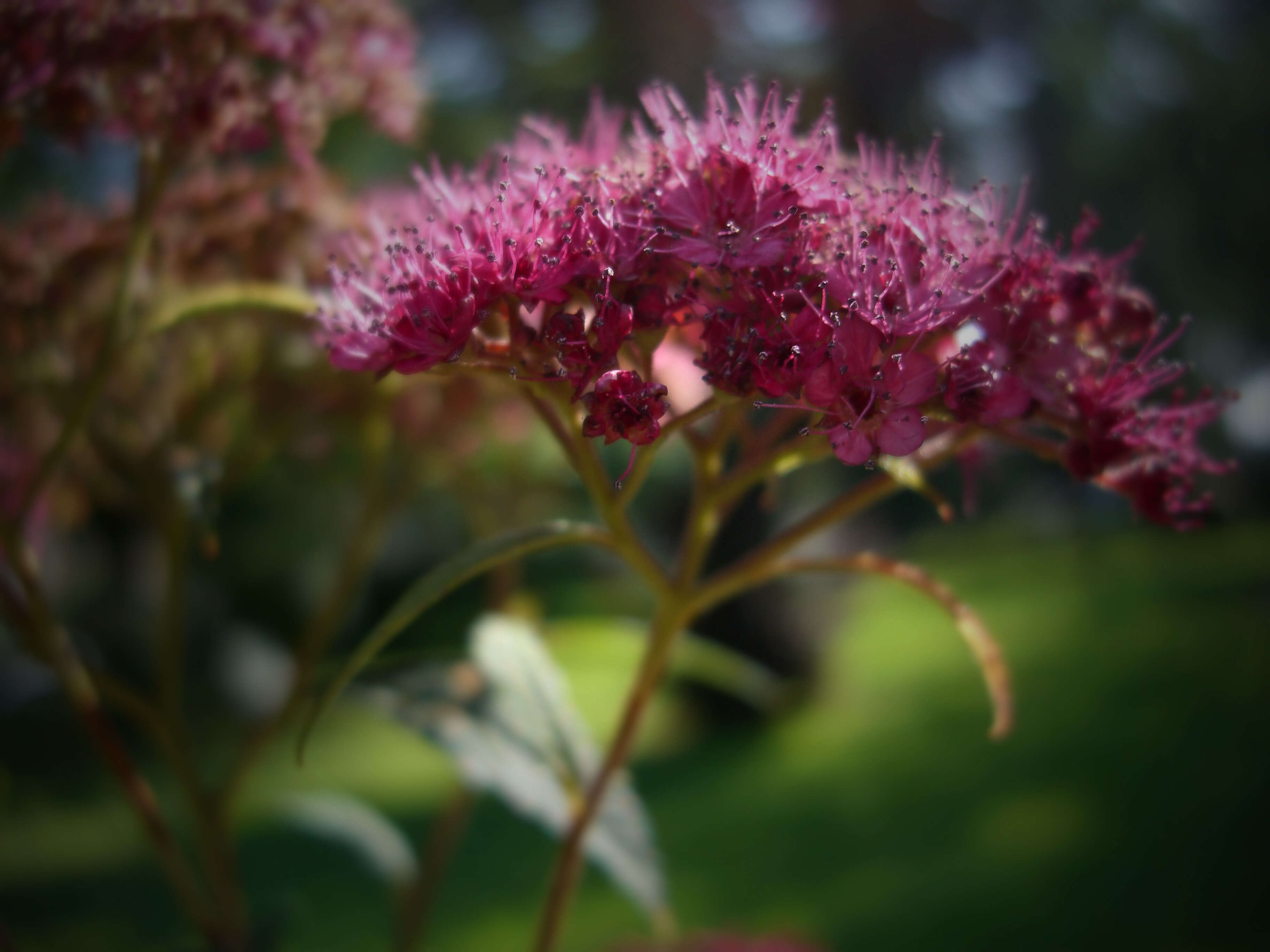 Image of Japanese meadowsweet