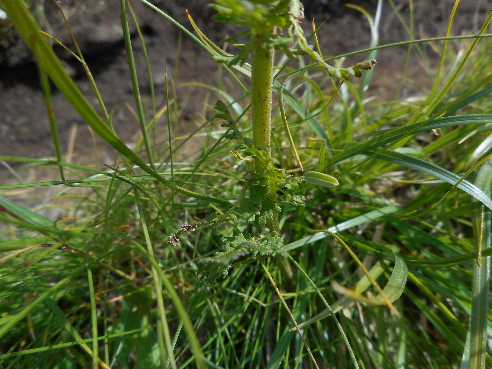 Слика од Pedicularis elongata A. Kerner