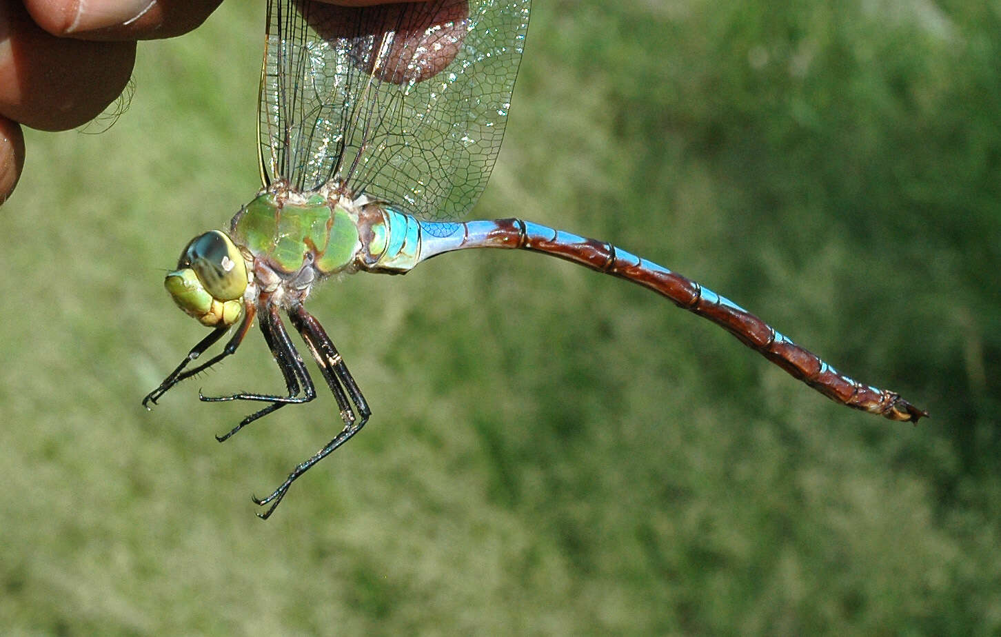 Image of Giant Darner