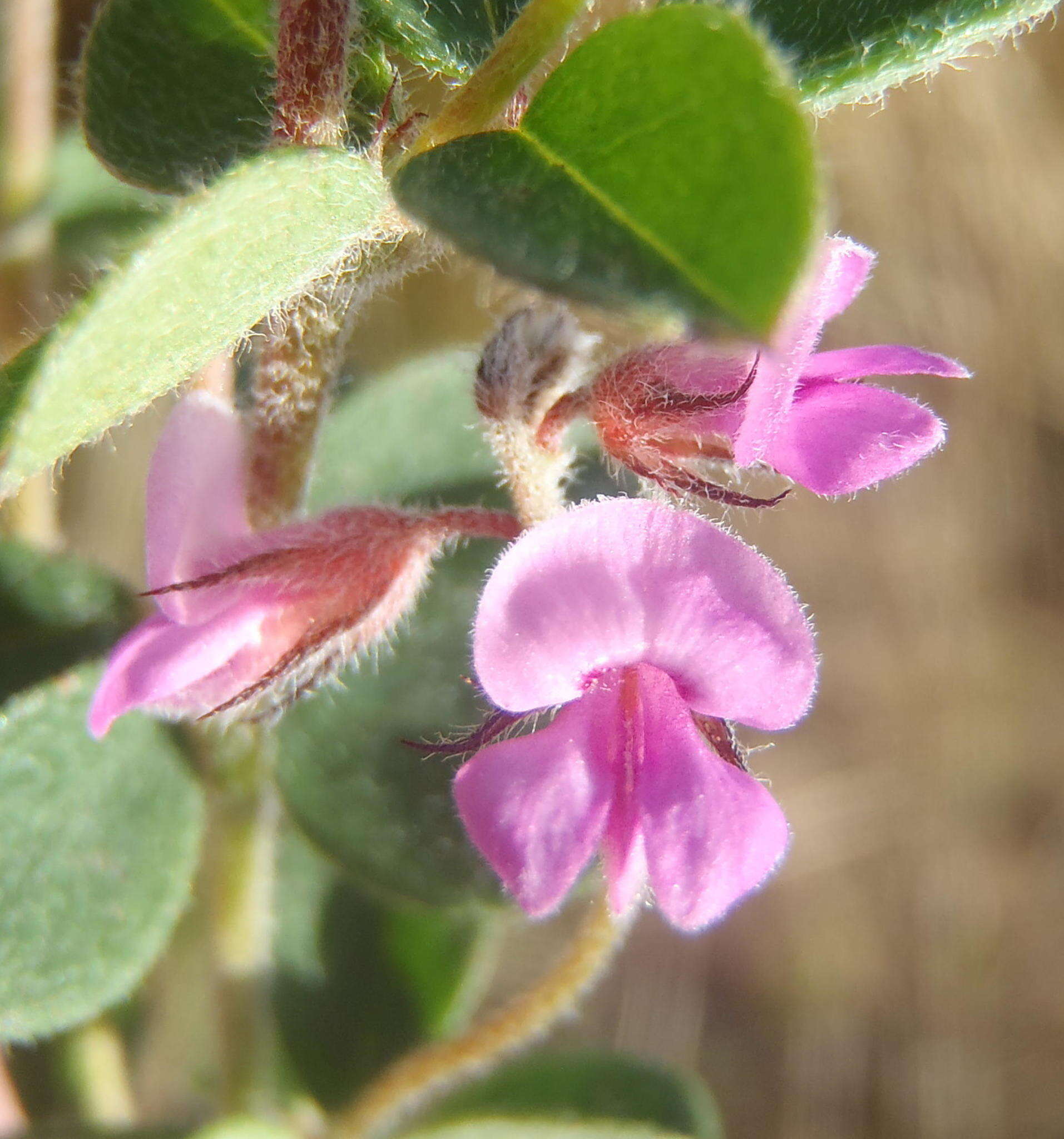 Image of <i>Indigofera alopecuroides</i> var. <i>minor</i> E. Mey.