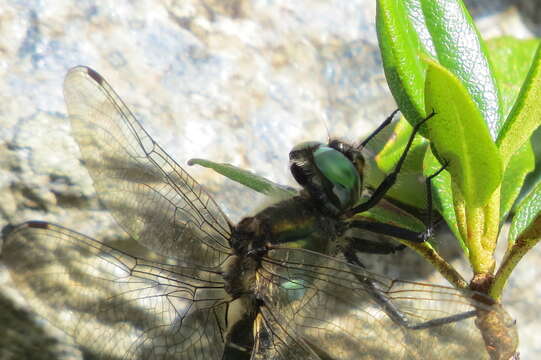 Image of Alpine emerald