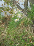 Image of Aster incisus Fisch.