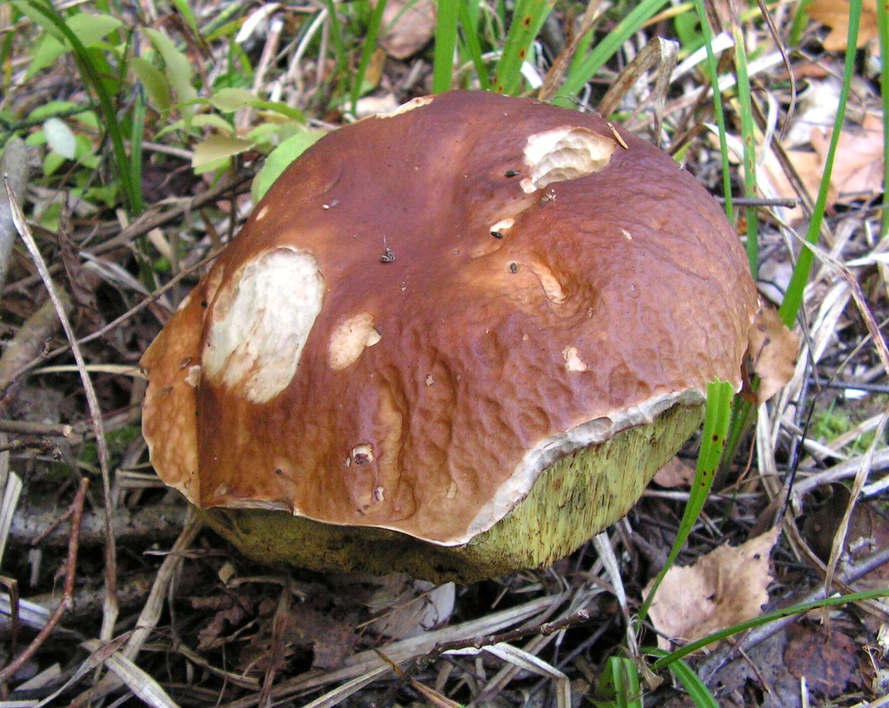 Image of Cep