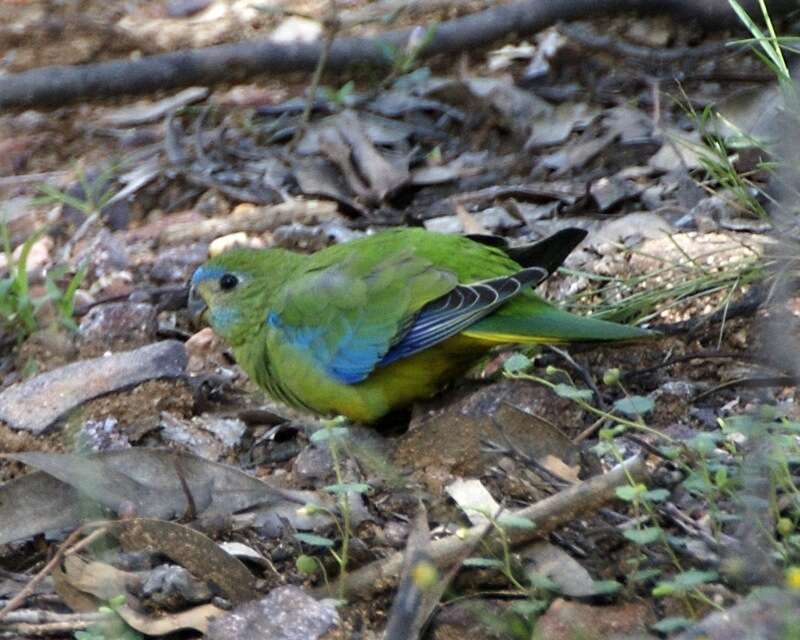 Image of Turquoise Parrot
