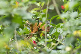 Imagem de Sciurus variegatoides Ogilby 1839