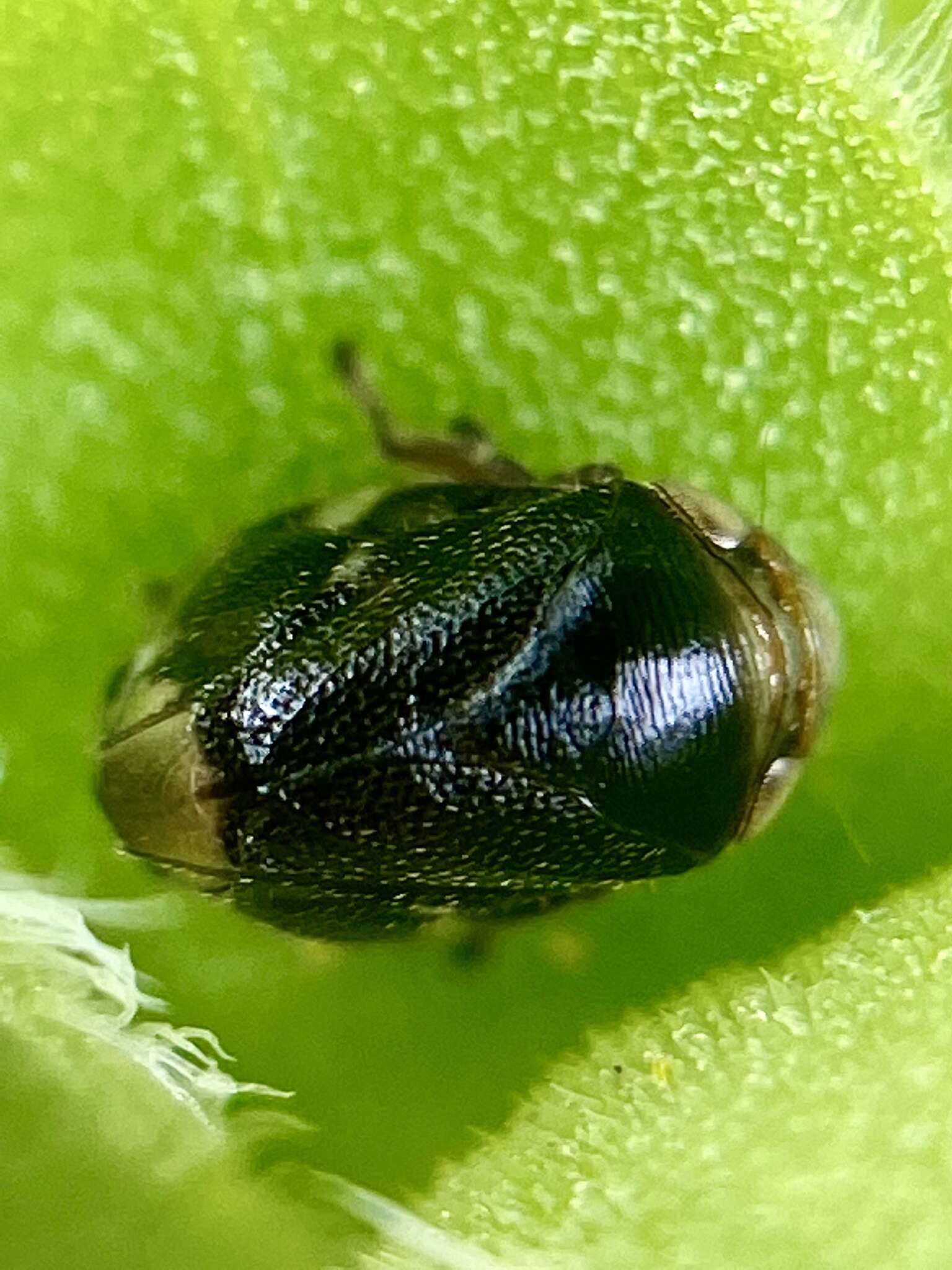 Image of Sunflower Spittlebug