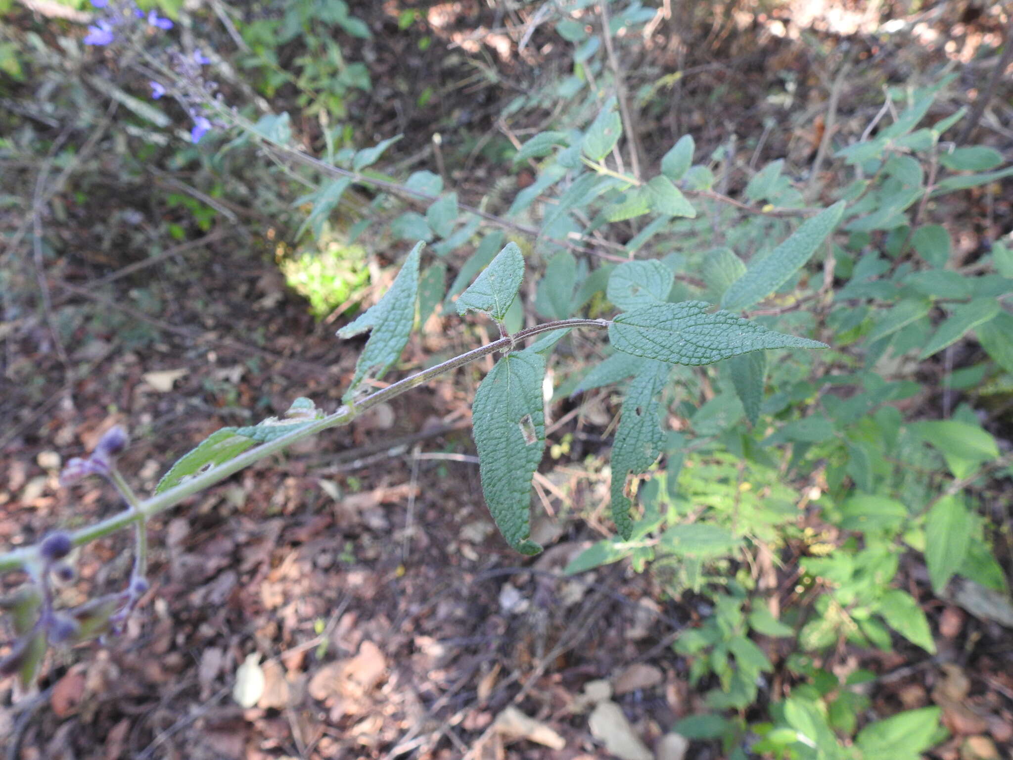 Sivun Salvia thyrsiflora Benth. kuva