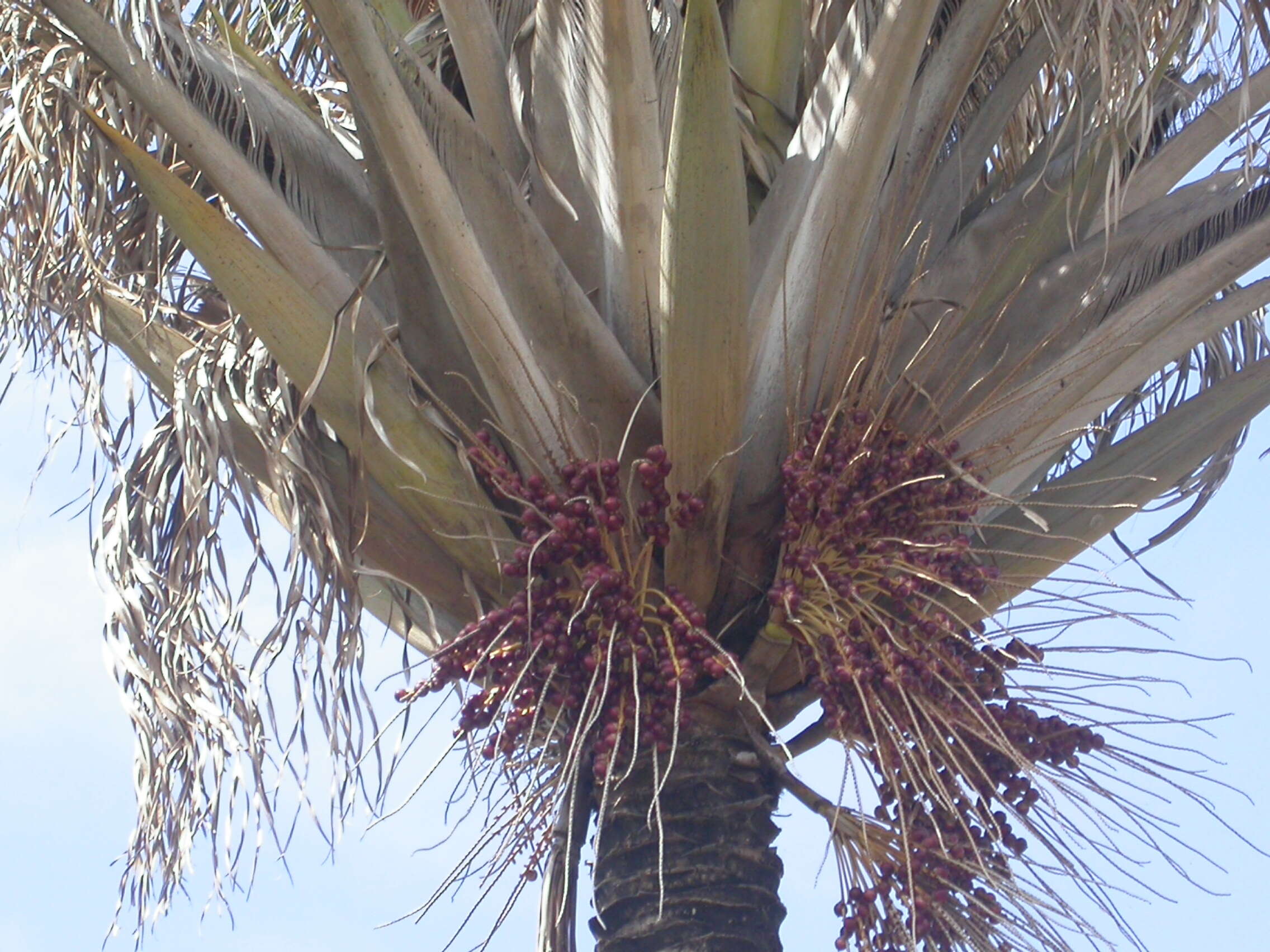 Image of Beccariophoenix alfredii Rakotoarin., Ranariv. & J. Dransf.