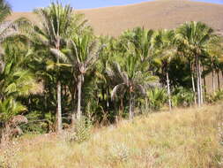 Image of Beccariophoenix alfredii Rakotoarin., Ranariv. & J. Dransf.