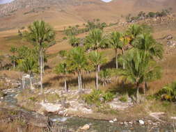 Image of Beccariophoenix alfredii Rakotoarin., Ranariv. & J. Dransf.