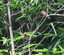 Image of Short-tailed Parrotbill