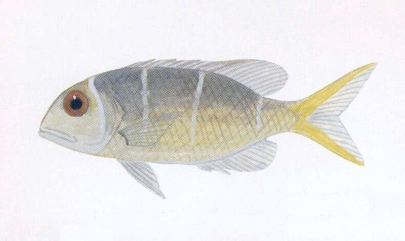 Image of Big eye bream