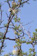 Image of fragrant mimosa