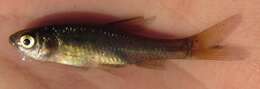 Image of Straightfin Barb