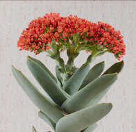 Image of Crassula perfoliata var. minor (Haw.) Rowley