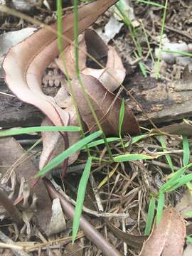 Plancia ëd Sacciolepis indica (L.) Chase