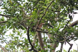 Image of Malaysian Pied Fantail