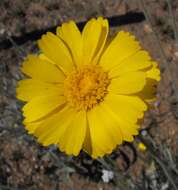 Image of desert marigold