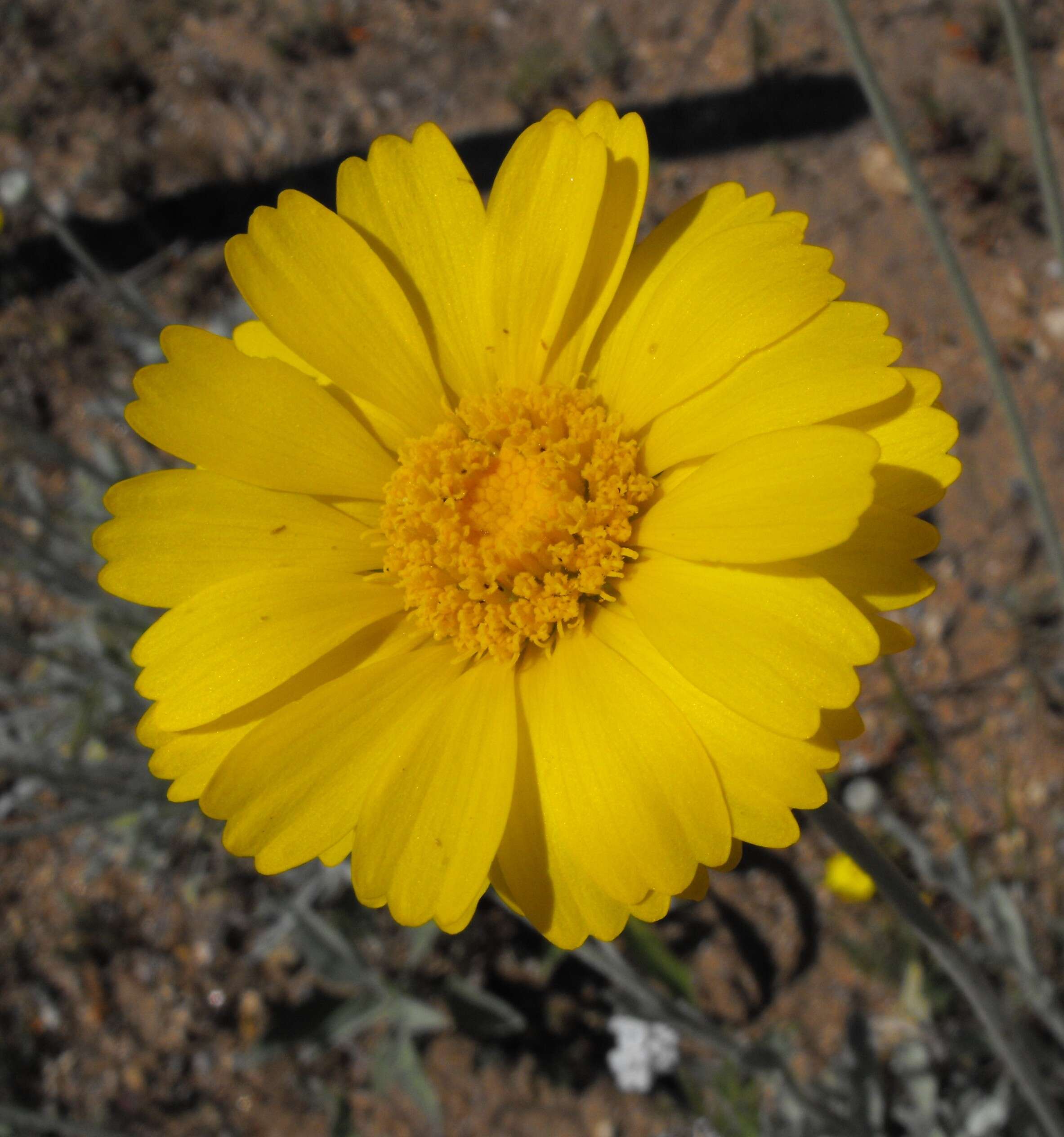 Image of desert marigold